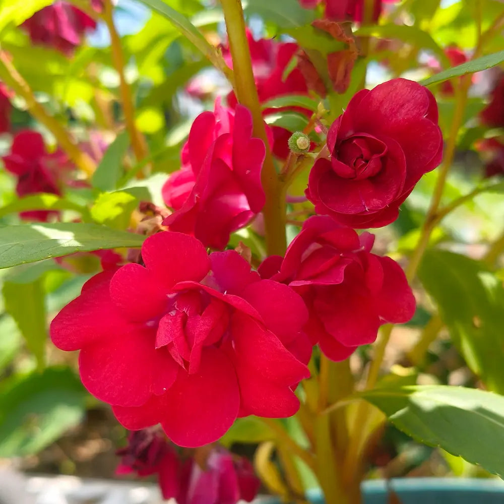 Double Red Impatiens Seeds
