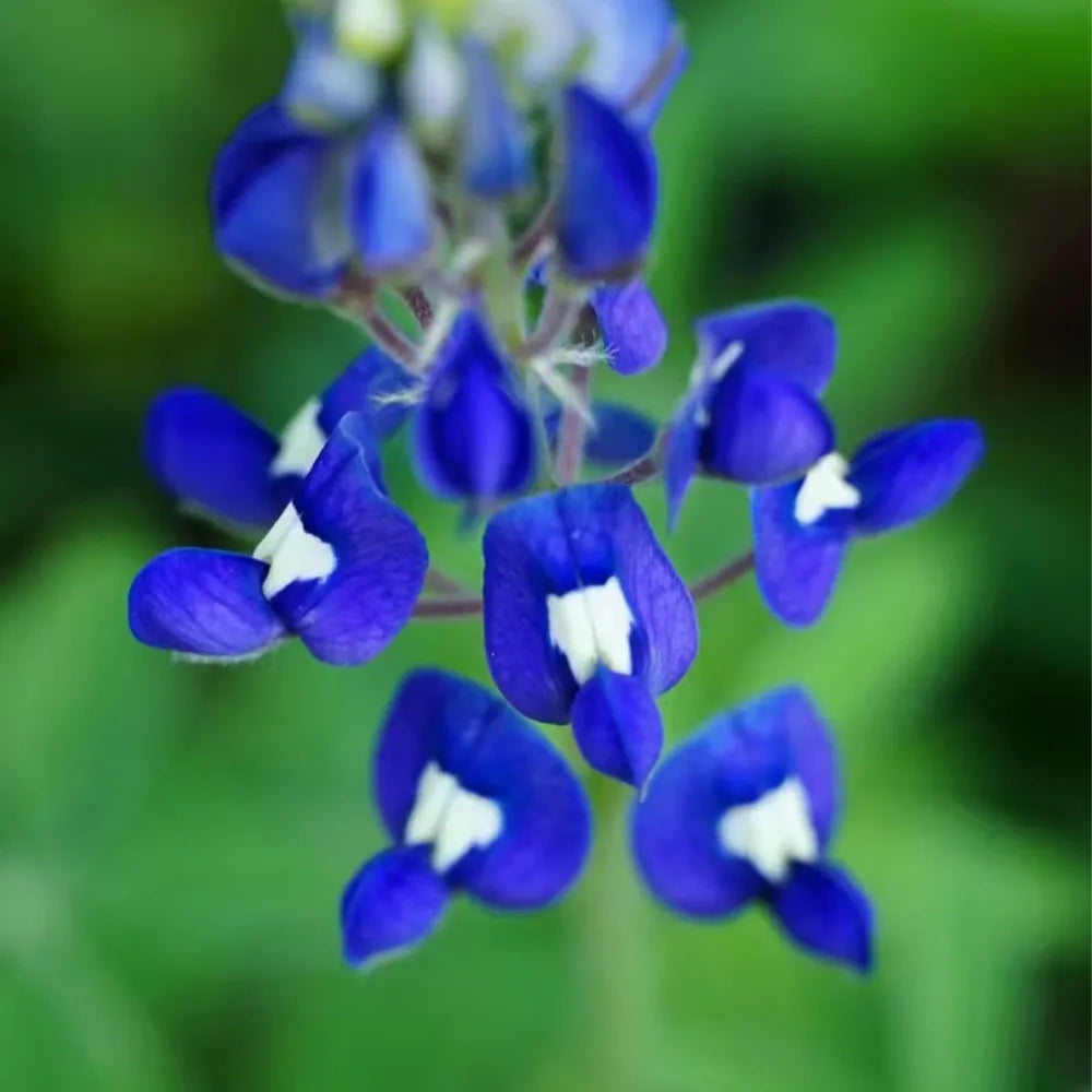 Bluebonnets Seeds