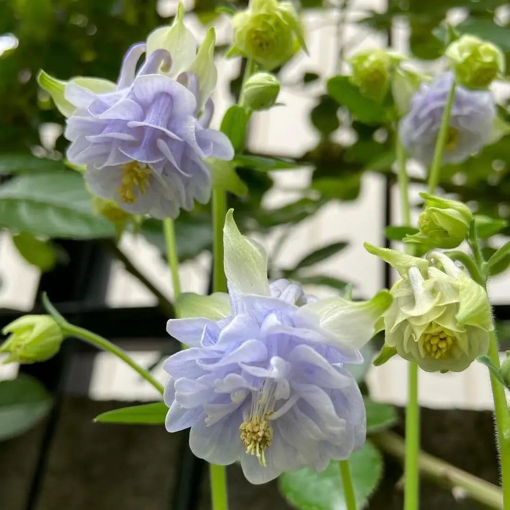 Double Aquilegia ‘Light Blue’ Seeds