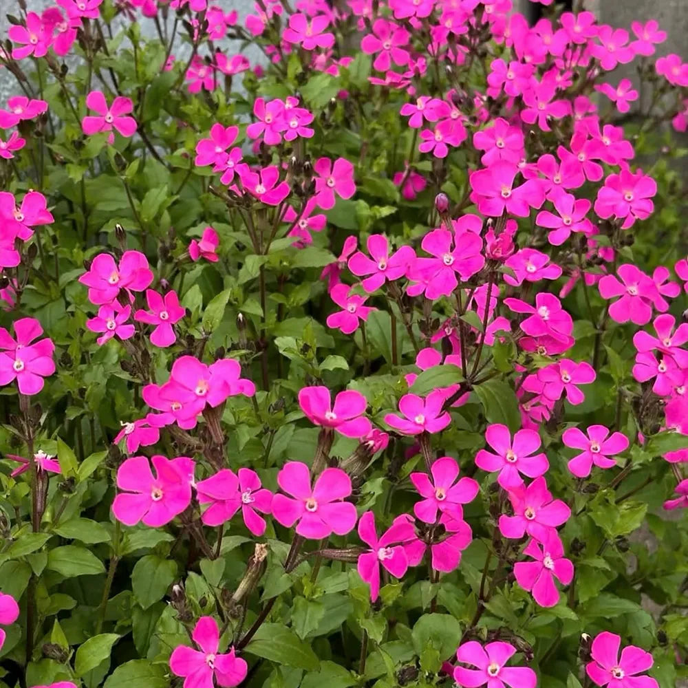 Carolina Catchfly Seeds