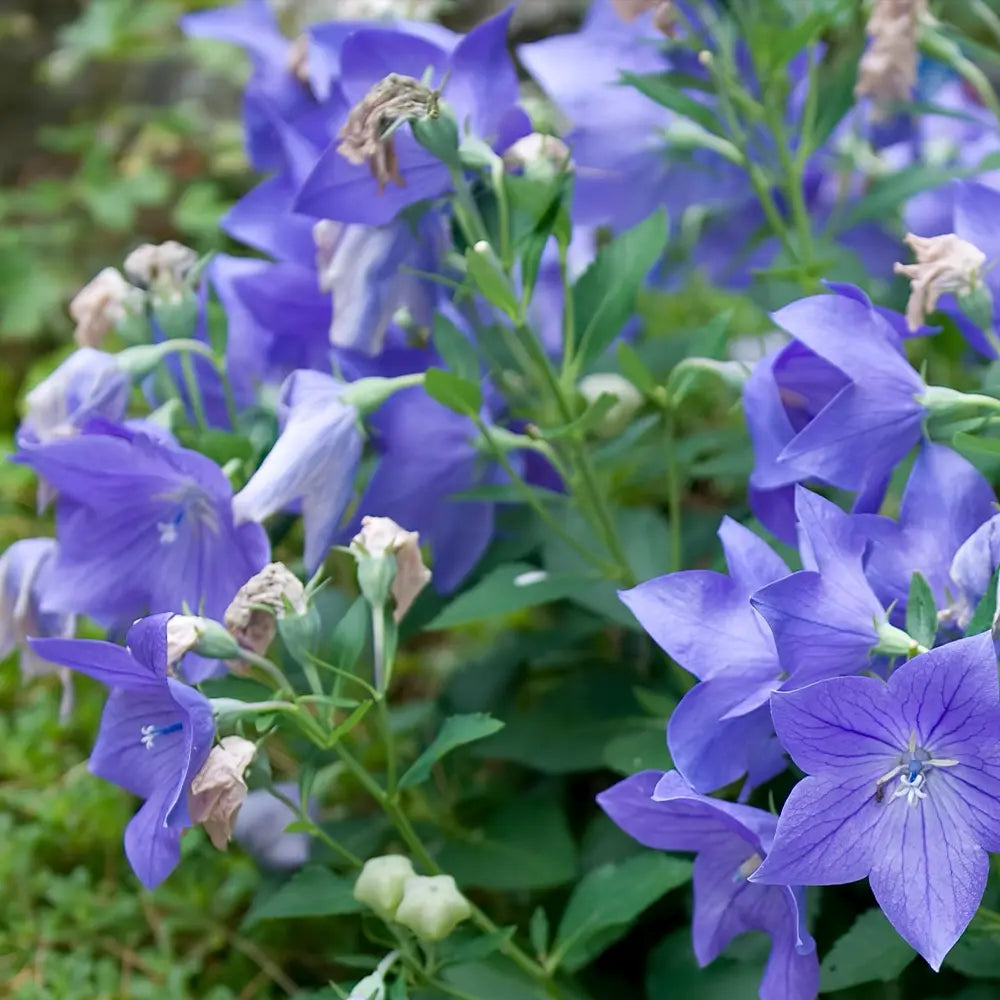 Blue Platycodon Seeds