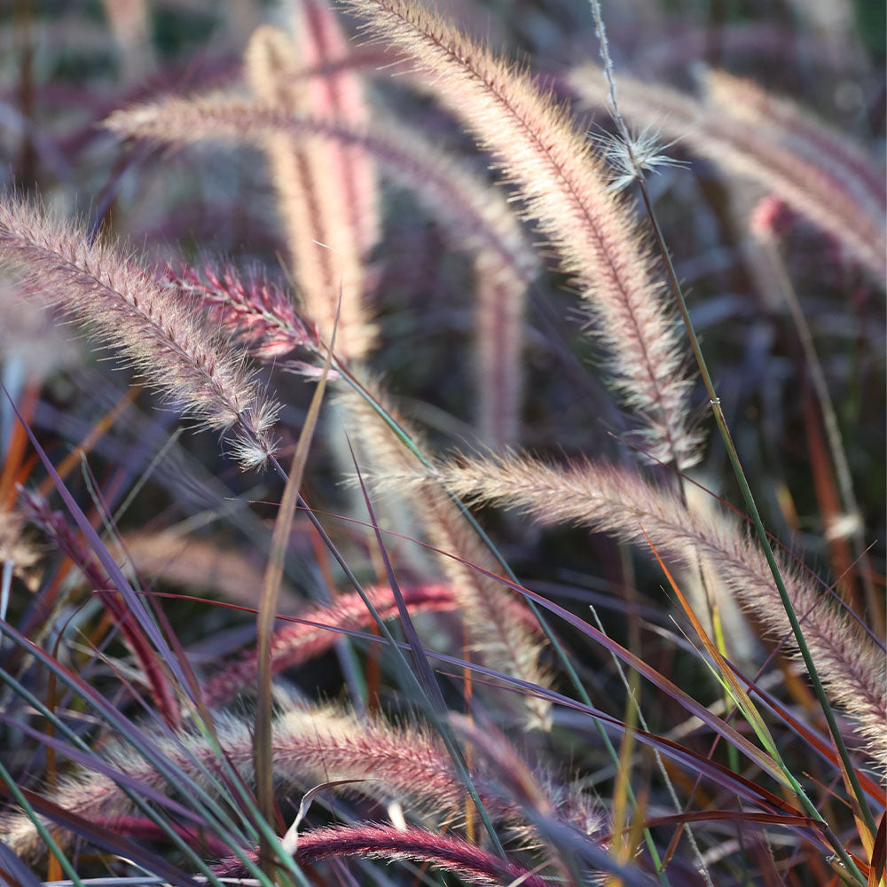 Purple Fountain Grass Seeds