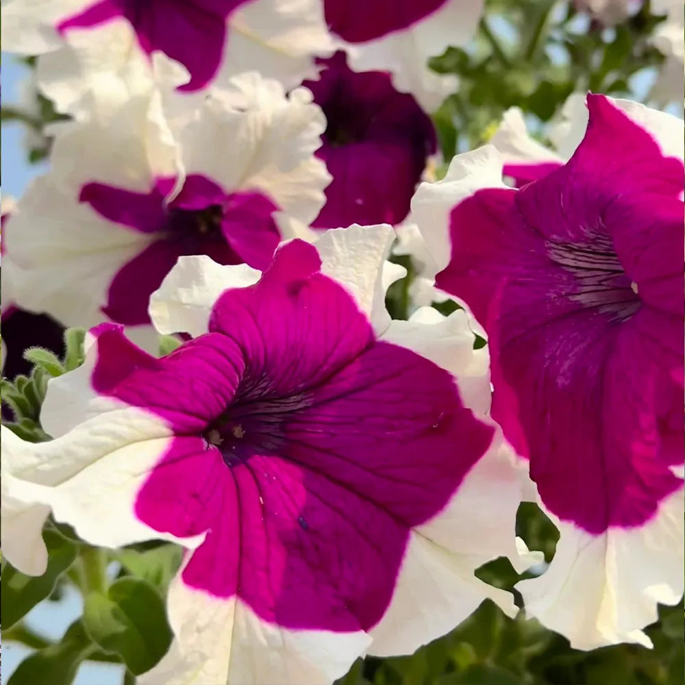 Petunia Hybrida Seeds