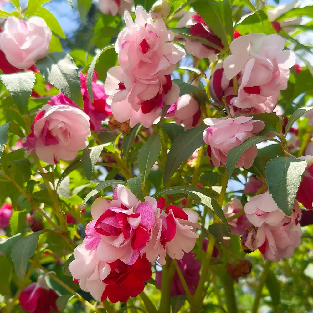 Double Mixed Impatiens Seeds