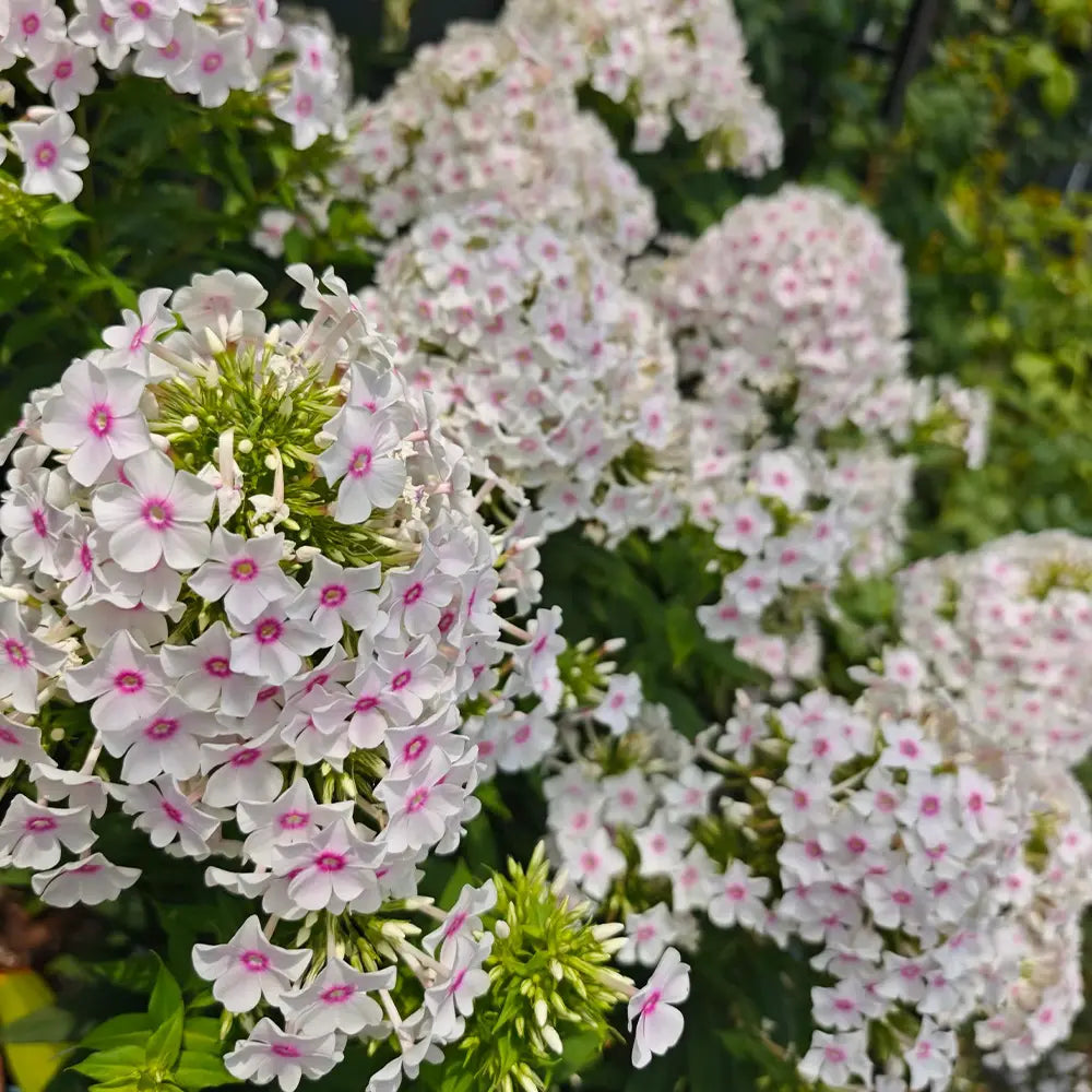 Phlox ‘Miss Holland’ Seeds