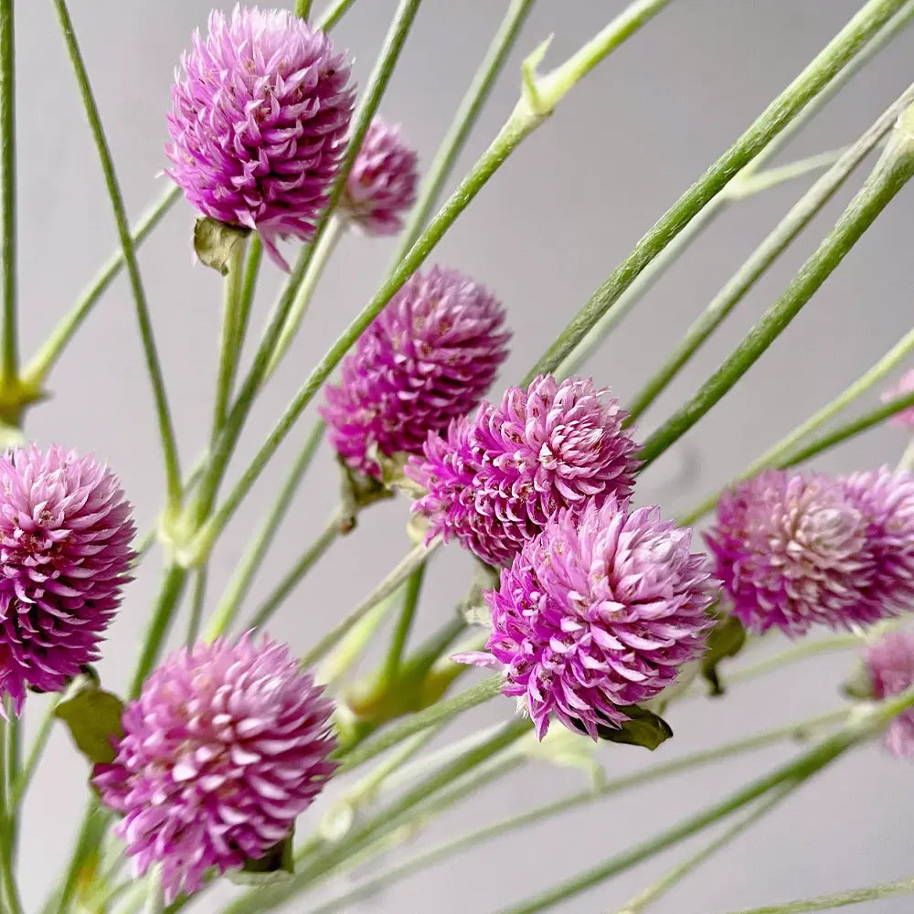 Pink Gomphrena Seeds