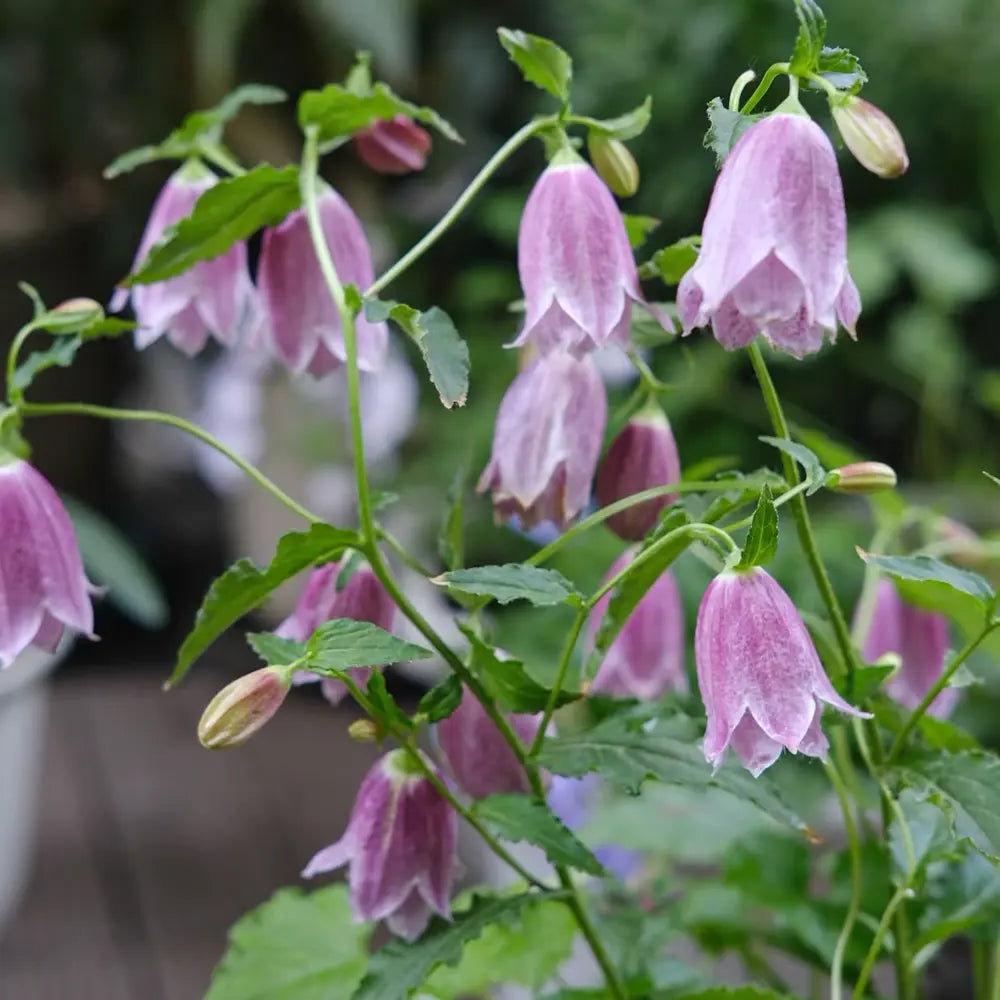 Red Robe Campanula Seeds