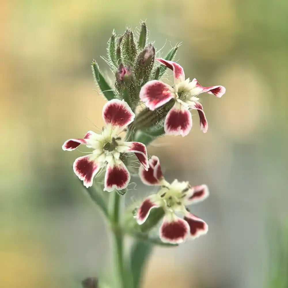 Spotted Catchfly Seeds