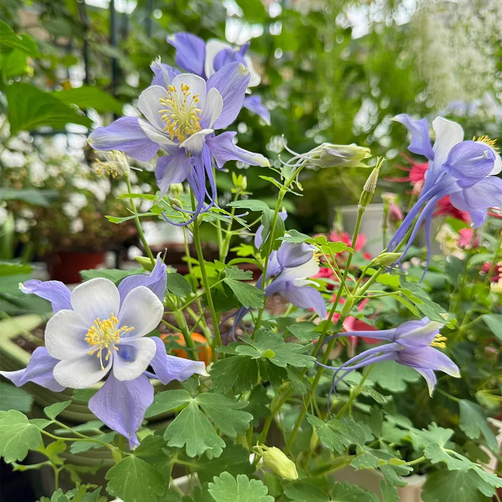 Blue & White Aquilegia Seeds