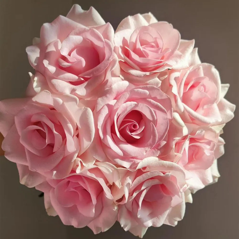 Pink Lady Rose Seeds