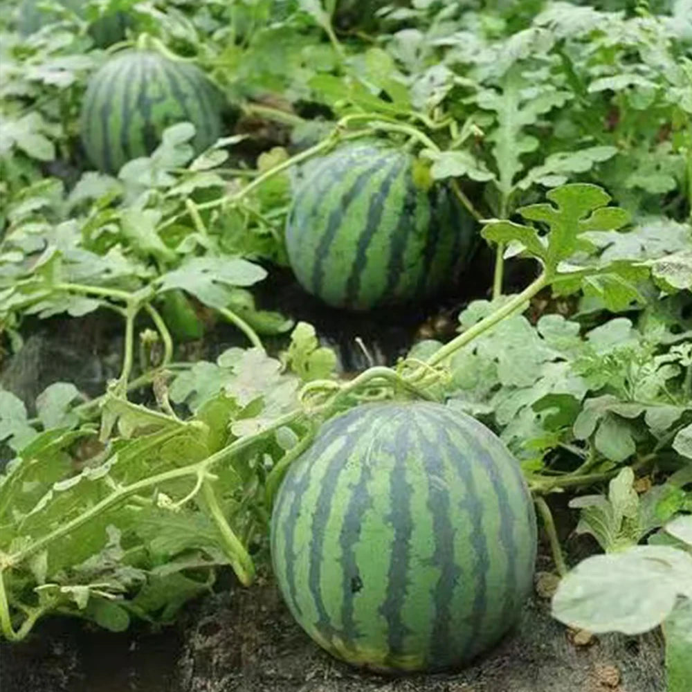 Watermelon Seeds
