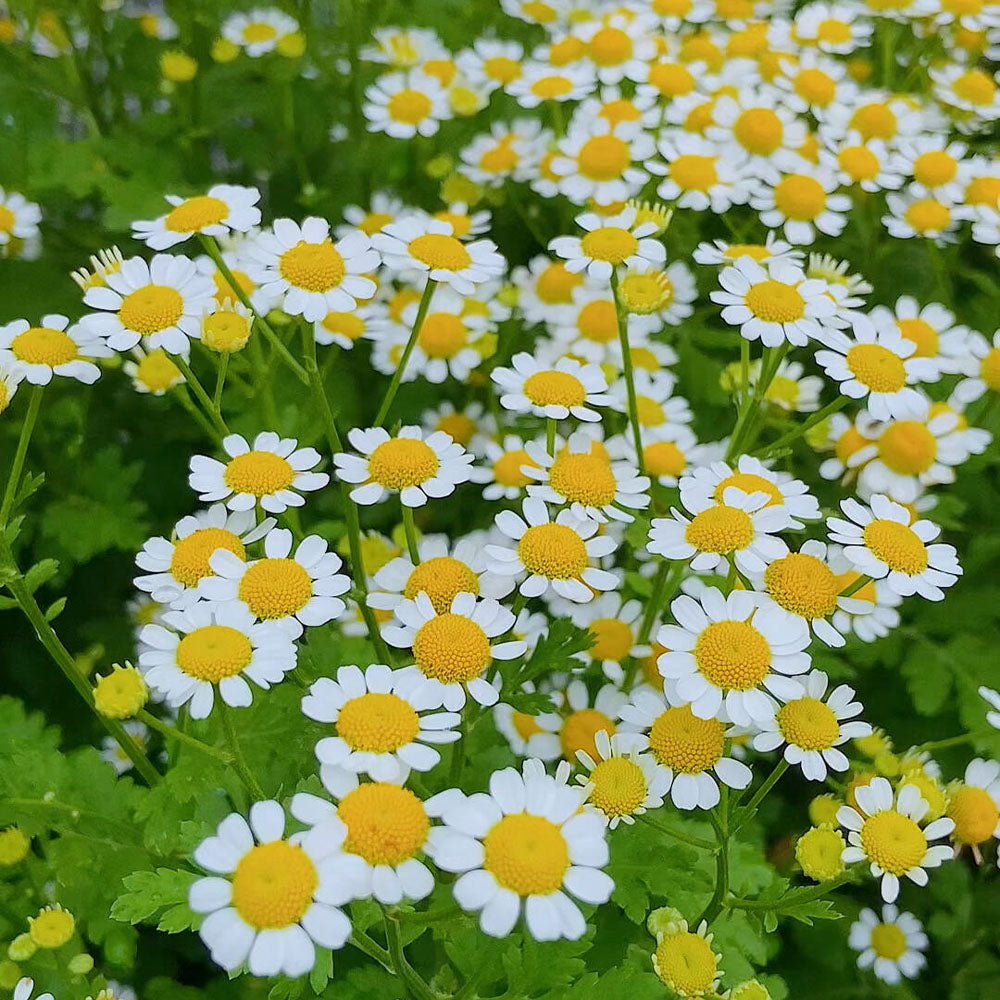 Chamomile Seeds