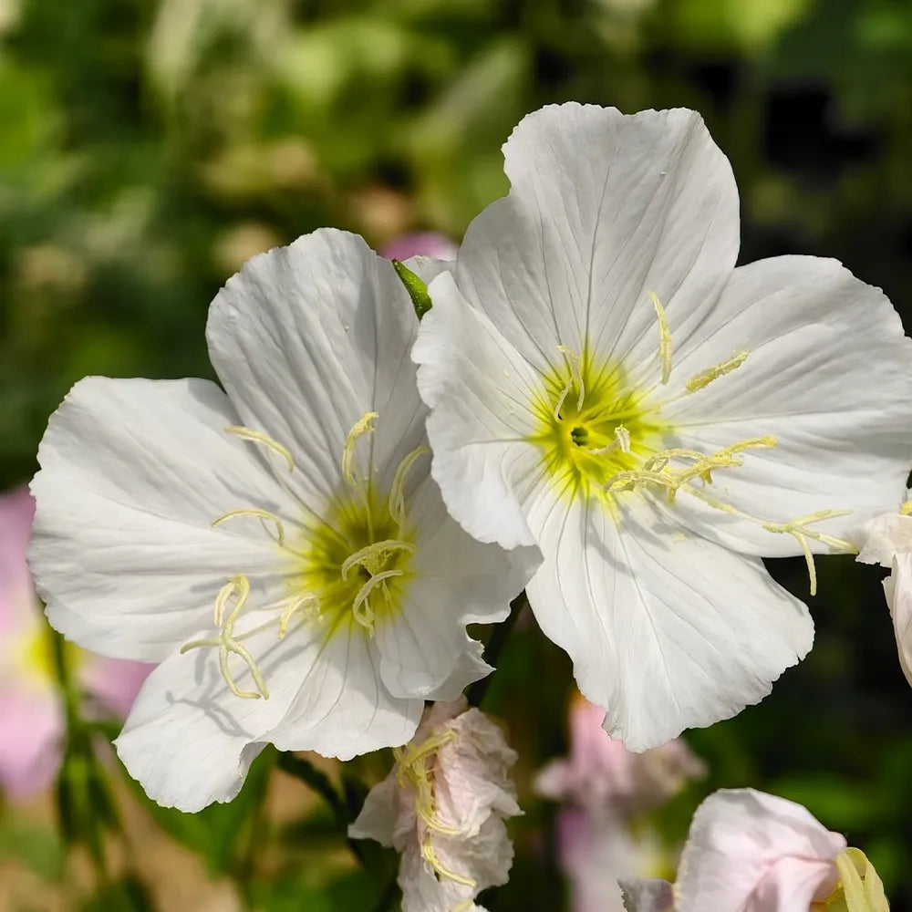 White Oenothera Seeds