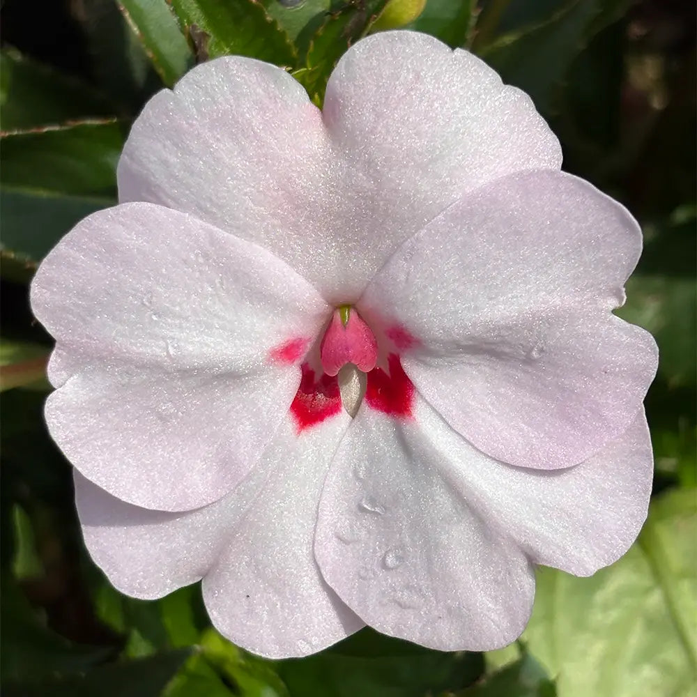 White Impatiens Seeds