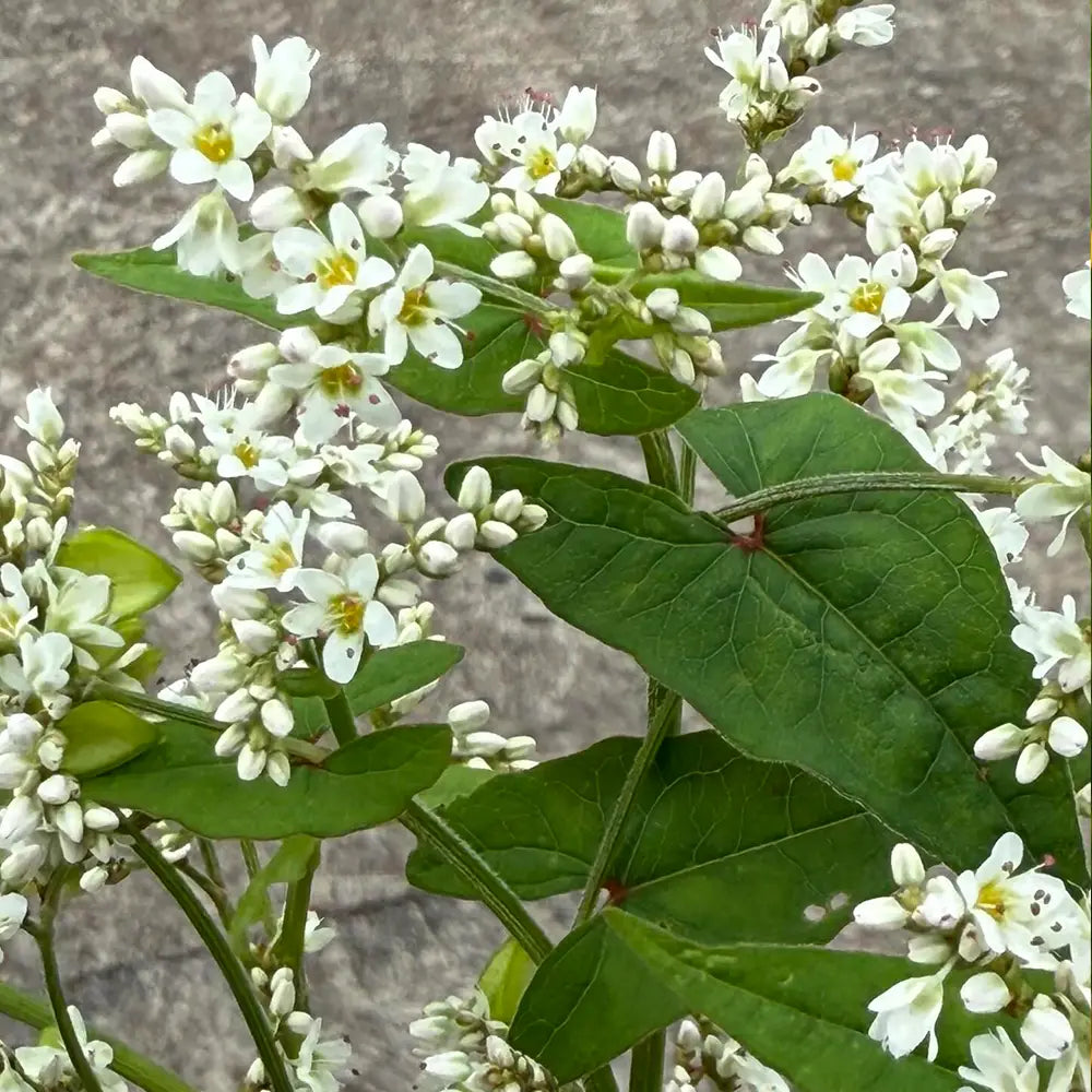 Buckwheat Seeds