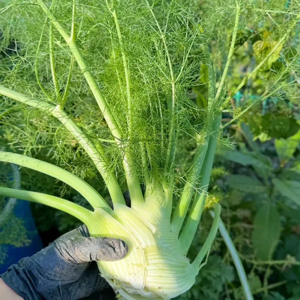 Bulbing Fennel Seeds