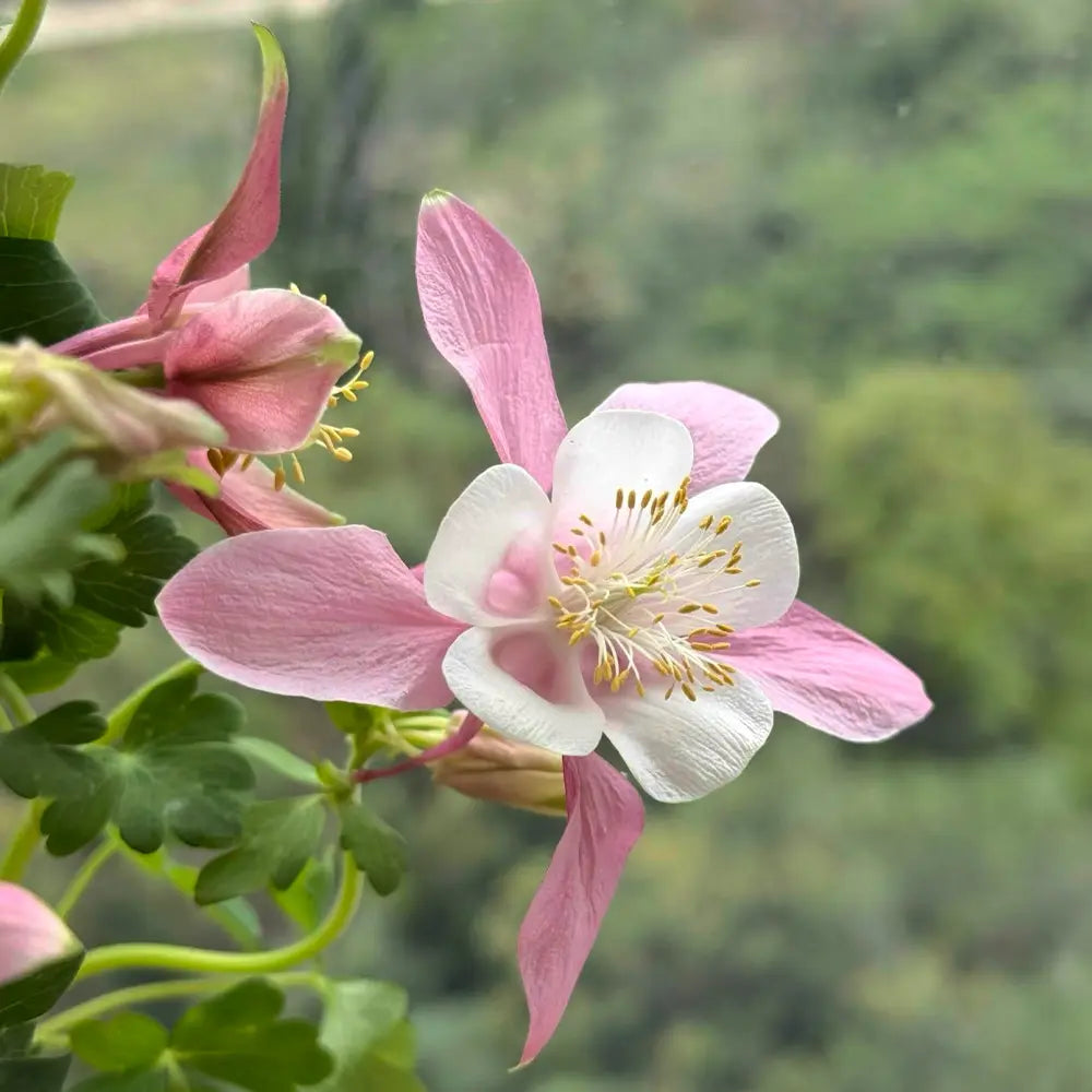 Pink Aquilegia Seeds