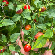Rainbow Jalapeño Chiles Seeds