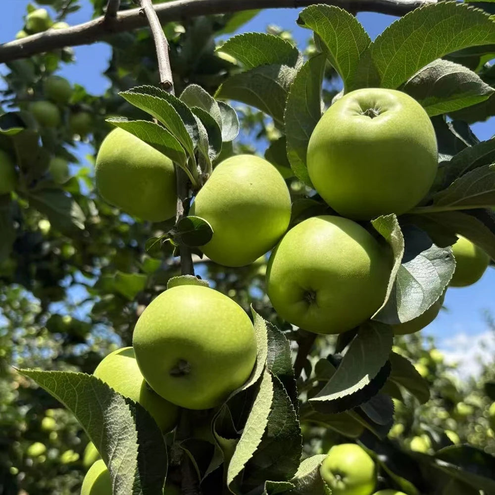 Green Apple Seeds