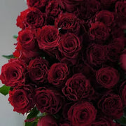 Rhodes Rose Seeds