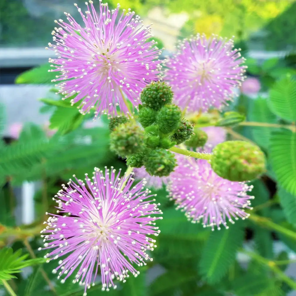 Mimosa Seeds