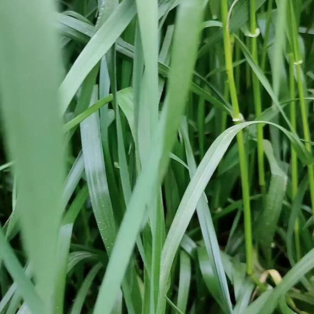 Perennial Ryegrass Seeds