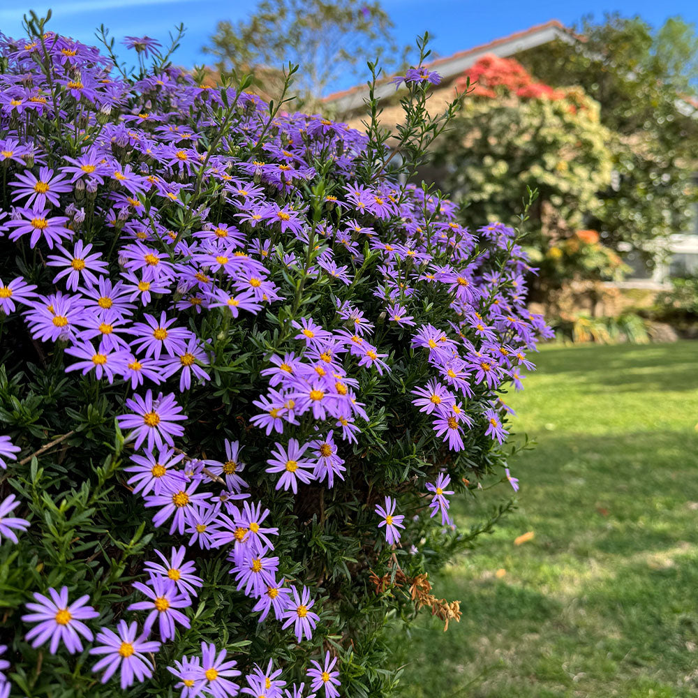 Purple Daisy Seeds