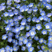 Baby Blue Eyes Seeds
