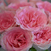 Hibiscus Spirit Rose Seeds