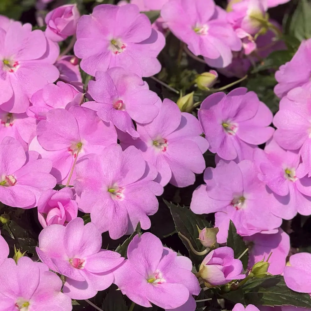 New Guinea Impatiens – Pink Seeds
