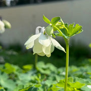 Double White Aquilegia Seeds