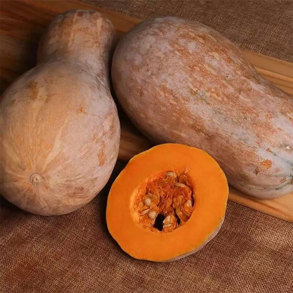 Squash Seeds