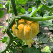 Baby Pumpkins Seeds