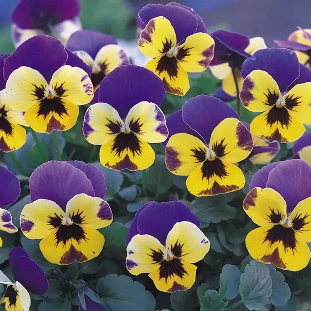 Multicolor Pansy Seeds