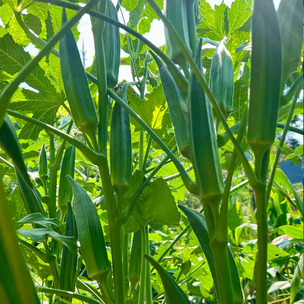Okra Seeds