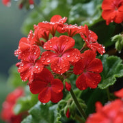 Geraniums Seeds