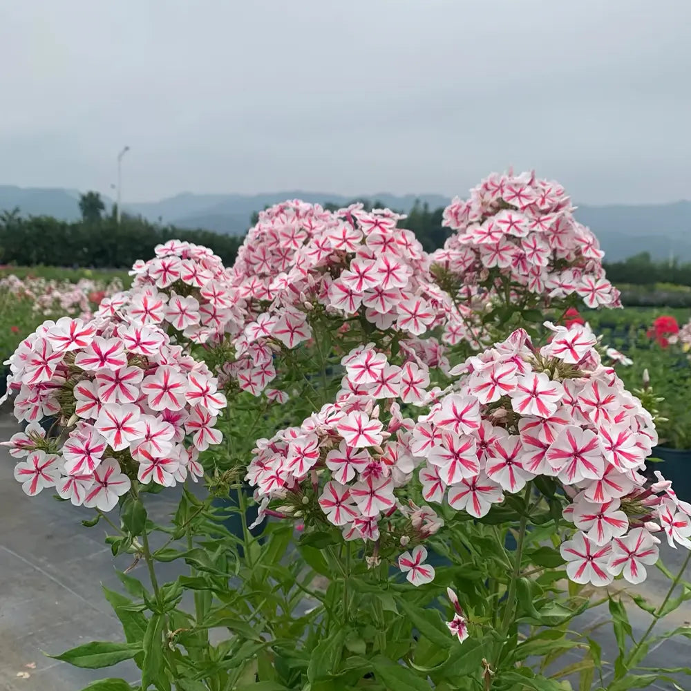 Perennial Phlox ‘Curly Wind’ Seeds