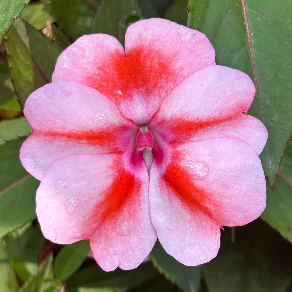 Pink Impatiens Seeds