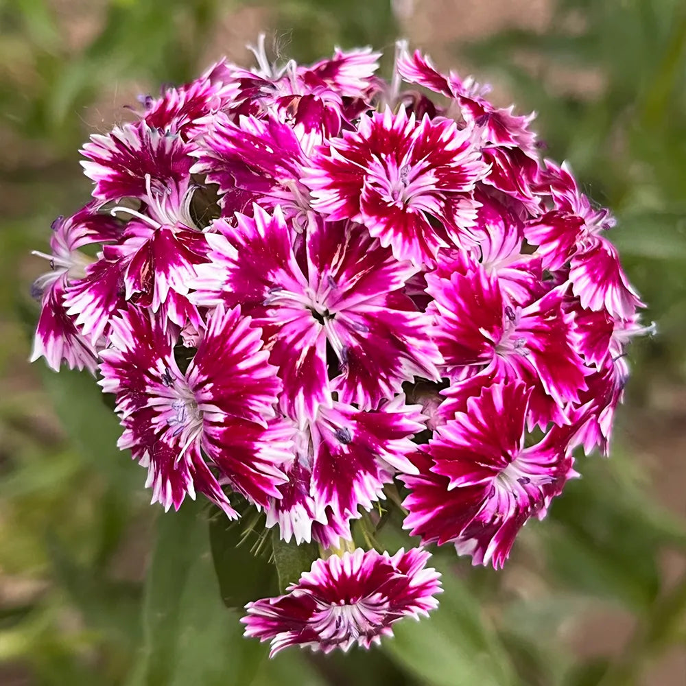 Hydrangea Series Dianthus Seeds