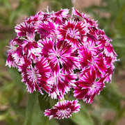 Hydrangea Series Dianthus Seeds
