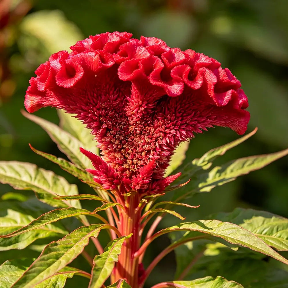 Red Cockscomb Seeds