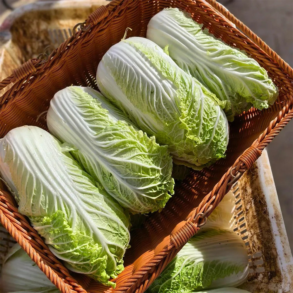 Baby Napa Cabbage Seeds