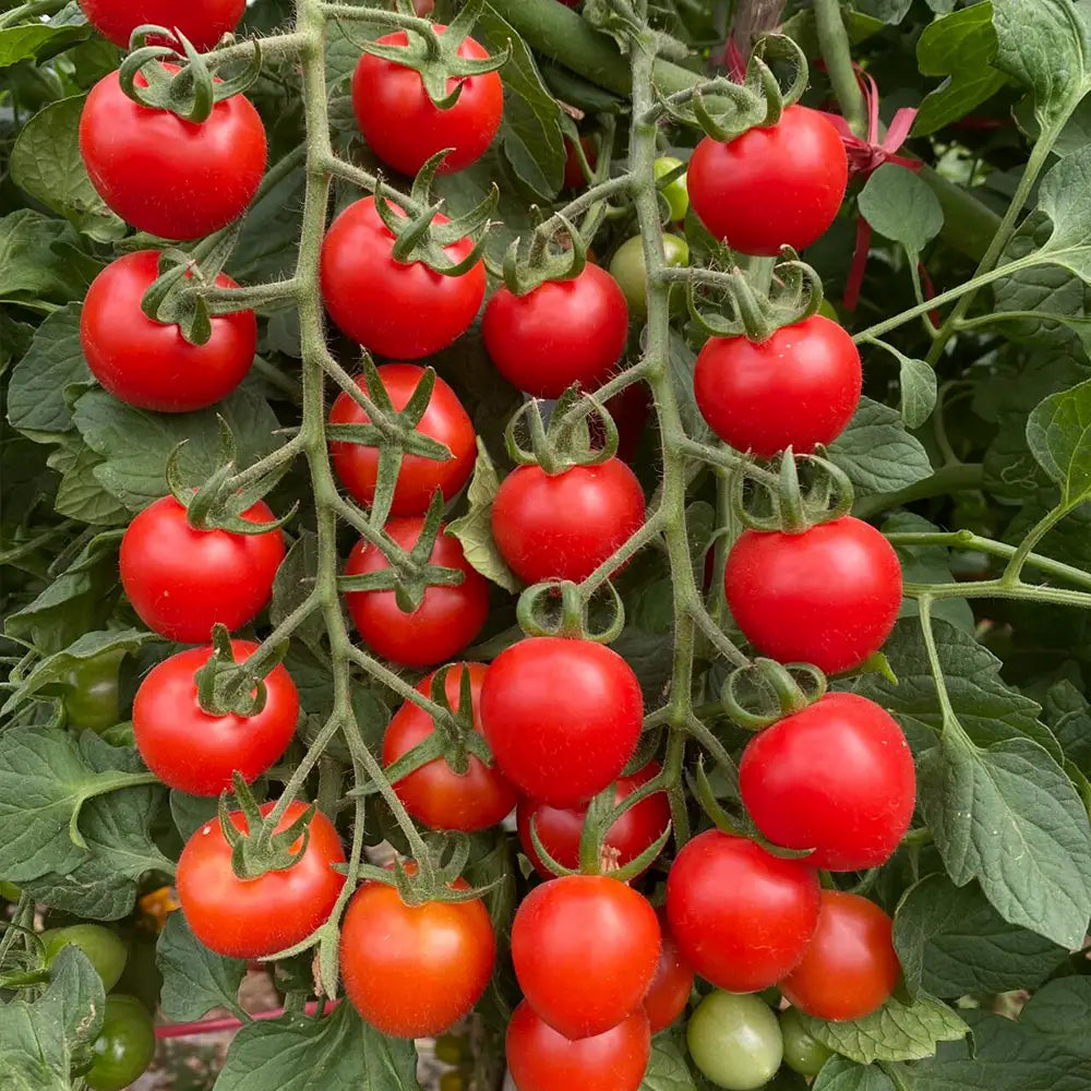 Cherry Tomatoes Seeds