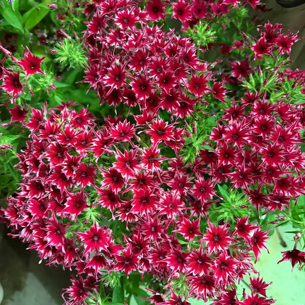 Phlox ‘Star Flower Series’ Seeds