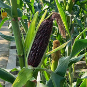 Purple Corn Seeds