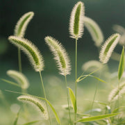 Pennisetum Seeds