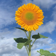 Vincent's Fresh Sunflower Seeds
