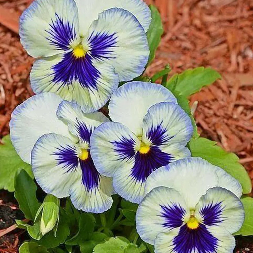 Multicolor Pansy Seeds
