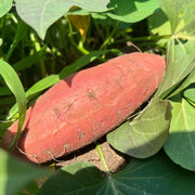 Purple Sweet Potato Seeds