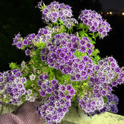 Phlox ‘Star Flower Series’ Seeds